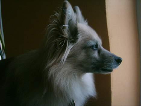 Pomeranian Tenna *Død d. 3/8 2005* billede 1