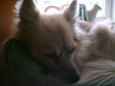 Pomeranian Tenna *Død d. 3/8 2005* billede 2