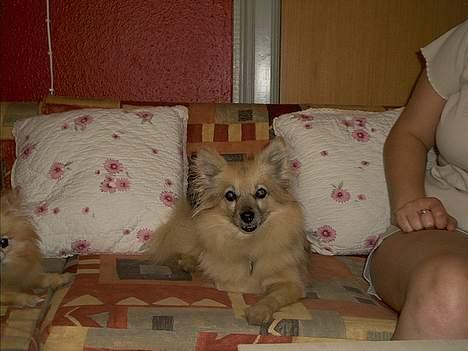 Pomeranian Tenna *Død d. 3/8 2005* billede 3