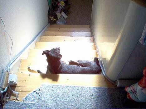 Dansk svensk gaardhund cæsar. - så kom sol hura for det. billede 7