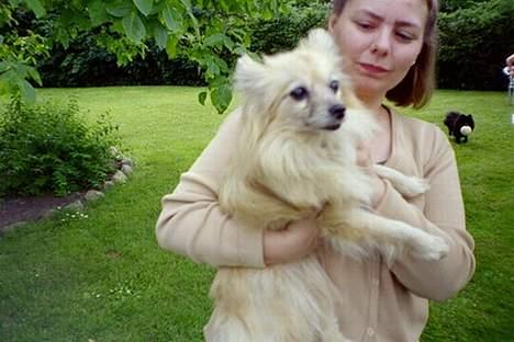 Pomeranian Tenna *Død d. 3/8 2005* billede 4