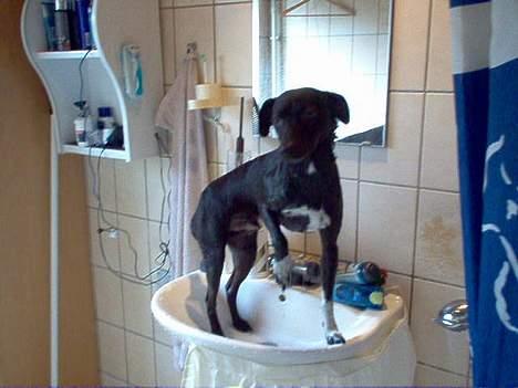 Dansk svensk gaardhund cæsar. - ååååå nej nu kom jeg i bad. billede 8