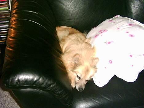 Pomeranian Tenna *Død d. 3/8 2005* billede 5