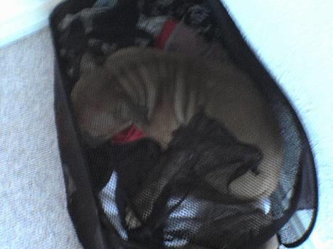 Amerikansk staffordshire terrier odin R.I.P 08/10/08 - Det var ikke mig,jeg gemmer mig...... billede 7