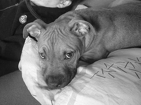 Amerikansk staffordshire terrier odin R.I.P 08/10/08 - Er jeg ik bare sød...... billede 8