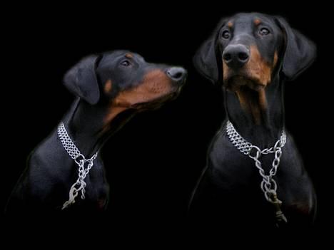 Dobermann **Kenzo** (Omplaceret) - Fine Kenzo :D billede 2