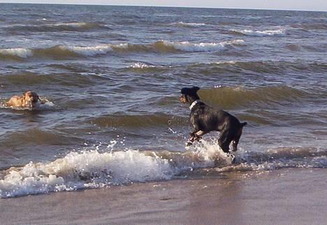 Dobermann **Kenzo** (Omplaceret) - Kenzo ved stranden :D Første gang jeg fik ham i vandet faktisk :D billede 3
