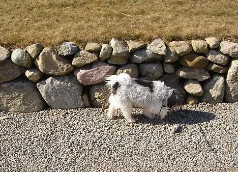 Tibetansk terrier Mille *død* billede 6