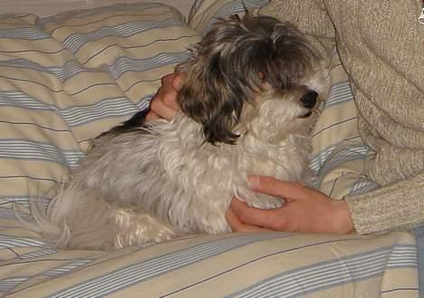 Tibetansk terrier Mille *død* billede 7