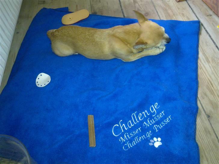 Chihuahua Challenge billede 5