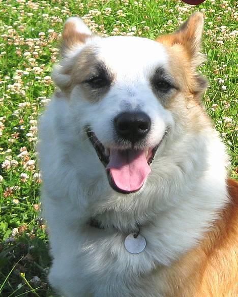 Islandsk fårehund Svejgaards Bailey - Smuk og blid billede 1