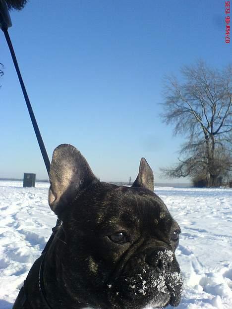 Fransk bulldog Monty - monty med sne i hele femøren billede 6