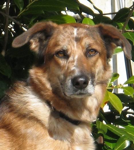 Blanding af racer Svejgaards Trifli - Trifli : makroner, svedsker, flødeskum. Samme farver som mig. (Rigtig sød osse) billede 1