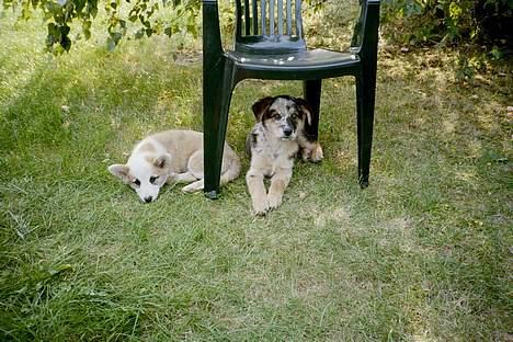 Blanding af racer Svejgaards Trifli - Se Bailey sover og jeg er vågen (som altid) billede 3