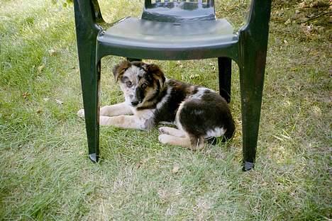 Blanding af racer Svejgaards Trifli - 13 uger. billede 4