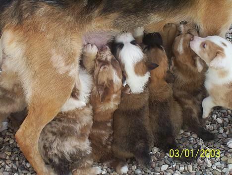 Blanding af racer Svejgaards Trifli - Trængsel billede 5