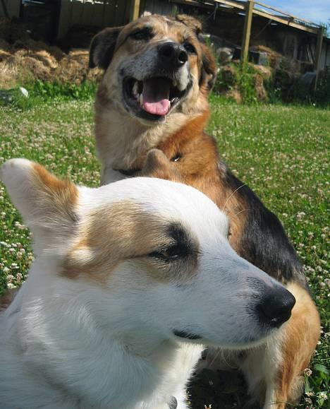 Blanding af racer Svejgaards Trifli - Hvorfor må jeg ikke sidde forest ? billede 6