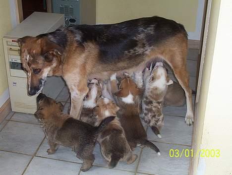 Blanding af racer Svejgaards Trifli - Trifli med nogle af hvalpene. billede 7