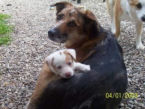 Blanding af racer Svejgaards Trifli - Plet (senere kaldt  Fenja ) putter sig under mors lår.  billede 8