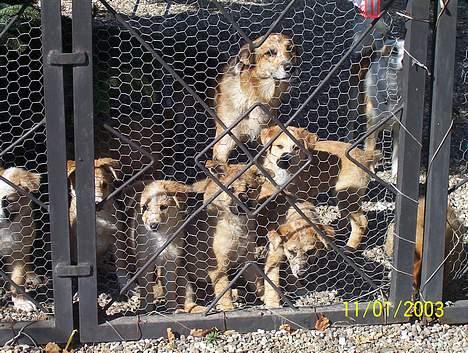 Blanding af racer Svejgaards Trifli - yes kun 10 tilbage. billede 9