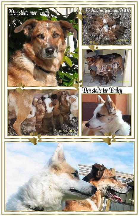 Blanding af racer Svejgaards Trifli - Et Mariannipuleret pragt billeder : )) billede 10