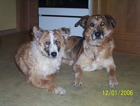 Blanding af racer Svejgaards Trifli - Mor og datter billede 11