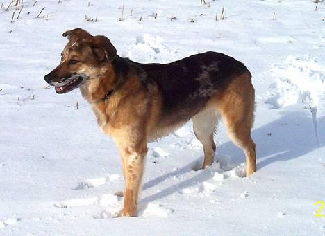 Blanding af racer Svejgaards Trifli - Dejlige Trifli på en skøn vinterdag billede 12