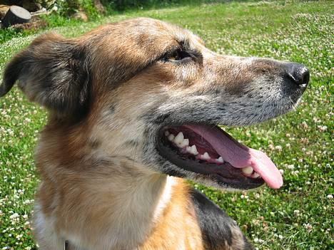 Blanding af racer Svejgaards Trifli - Min lyse side ; )) billede 13