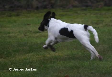 Kleiner münsterländer Abbi - Fuld 4 spring billede 10
