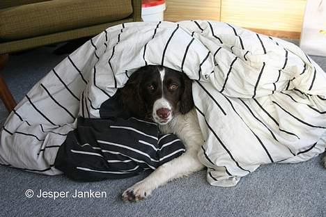 Kleiner münsterländer Abbi - Dejligt at ligge under dynen når man lige har været i bad.. billede 11