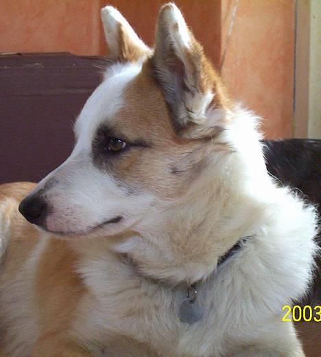 Islandsk fårehund Svejgaards Bailey - Dejlige Bailey, mester i bortsivning !! billede 2