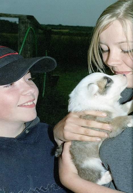 Islandsk fårehund Svejgaards Bailey - 5 uger billede 3