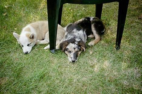 Islandsk fårehund Svejgaards Bailey - Trifli gør mig træt billede 4