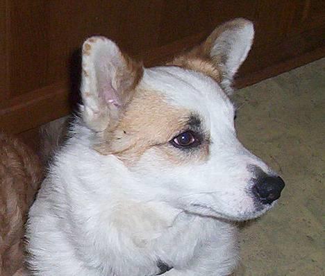 Islandsk fårehund Svejgaards Bailey - Titter lige frem. billede 5