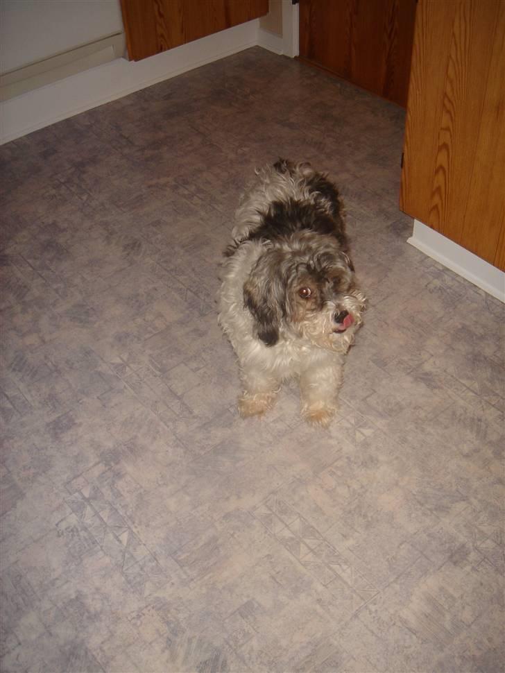 Tibetansk terrier Mille *død* billede 9