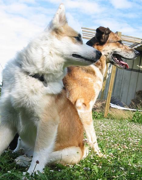 Islandsk fårehund Svejgaards Bailey - Måske Anubis, Toffiefie eller Grøfte ?? billede 6