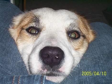 Islandsk fårehund Svejgaards Bailey - Se mig nu !!! billede 7