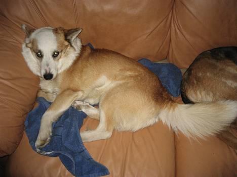 Islandsk fårehund Svejgaards Bailey - Kan du komme ned !! billede 8