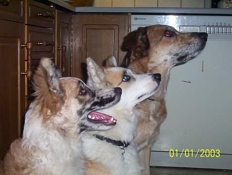 Islandsk fårehund Svejgaards Bailey - Så er der kun os tre. billede 9