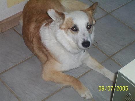 Islandsk fårehund Svejgaards Bailey - Bailey billede 10