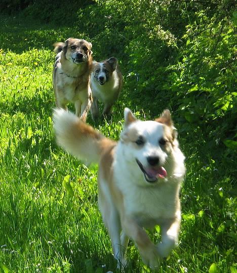Islandsk fårehund Svejgaards Bailey - ja ja vi kommer jo ! billede 11
