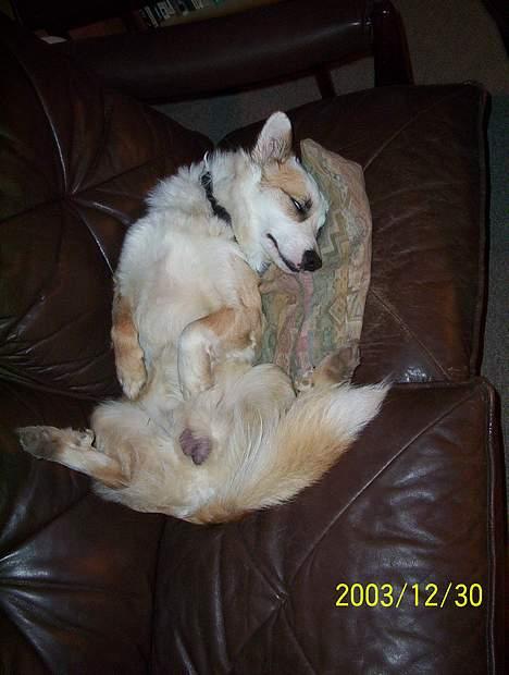 Islandsk fårehund Svejgaards Bailey - Afslappet. billede 12