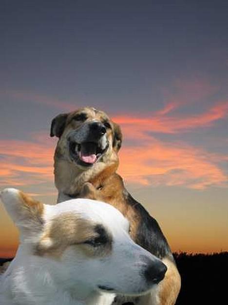 Islandsk fårehund Svejgaards Bailey - Kommer med de der store får om et øjeblik ! billede 13