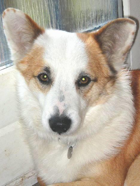 Islandsk fårehund Svejgaards Bailey - Min smukke dreng ! billede 14