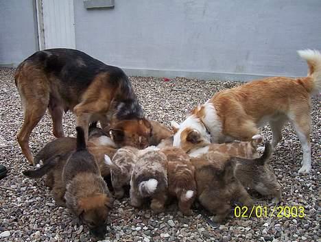 Islandsk fårehund Svejgaards Bailey - Mad !! billede 15