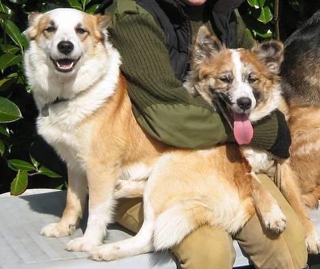 Islandsk fårehund Svejgaards Bailey - Bailey og Rhisla billede 16