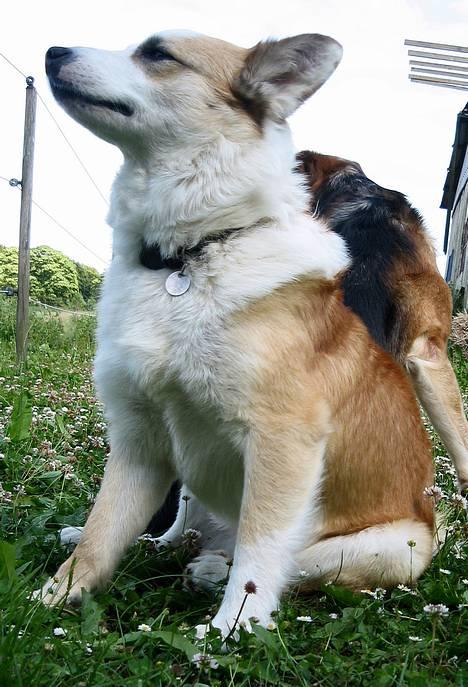 Islandsk fårehund Svejgaards Bailey - Måske en fugl i det fjerne ? billede 17
