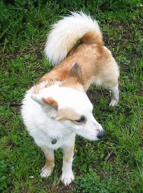 Islandsk fårehund Svejgaards Bailey - Bailey billede 18