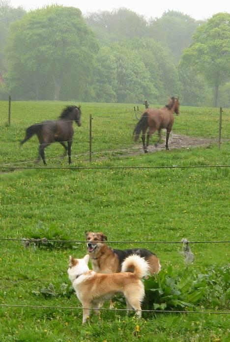 Islandsk fårehund Svejgaards Bailey - Øv..de render og vi må ikke rende med : ( billede 19