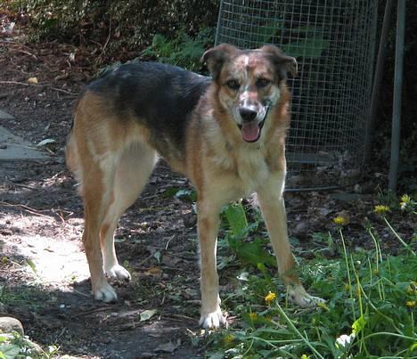 Blanding af racer Svejgaards Trifli - Min smukke pige ! billede 14